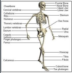 Muscular/Skeletal - Nursing Education Resource
