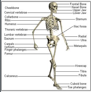 Muscular/Skeletal - Nursing Education Resource